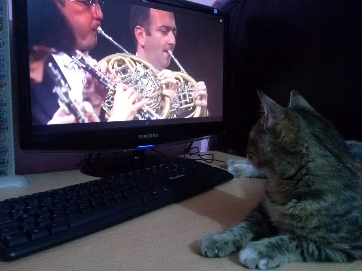 Cats prefer classical music Lotto the Cat