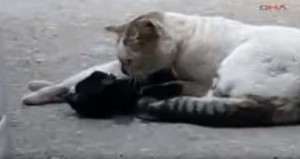Male cat tries to revive his dying girlfriend