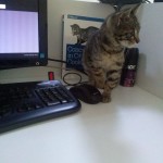 2015-06-30-01 A new kitten at the office