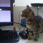 2015-06-30-03 A new kitten at the office