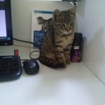2015-06-30-05 A new kitten at the office