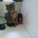 2015-06-30-06 A new kitten at the office