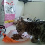 2015-06-30-07 A new kitten at the office