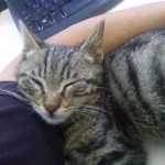 2015-06-30-12 A new kitten at the office