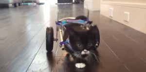 The first steps of Cassidy, the #MiracleKitten
