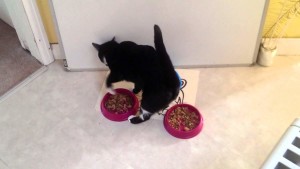 Cat burying her food