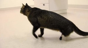 Vincent the cat walks on his titanium legs