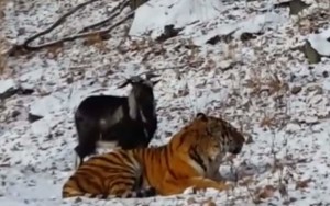 Tiger-goat friendship