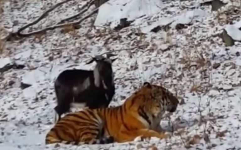 Tiger-goat friendship
