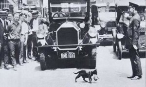 New York: Mother Cat carries kitten across a busy street (1925) - featured