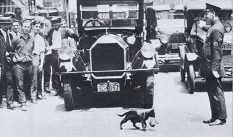 New York: Mother Cat carries kitten across a busy street (1925) - featured