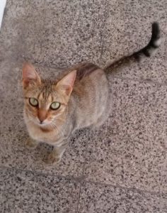 A big eyed cat