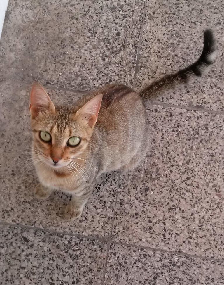 A big eyed cat