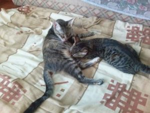 2015-07-11-05 Lotto is breastfeeding her kitten
