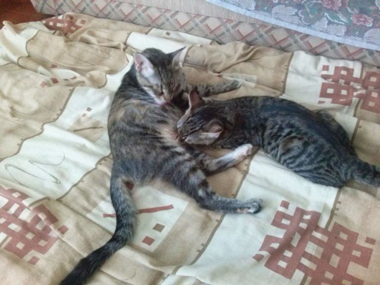 2015-07-11-05 Lotto is breastfeeding her kitten