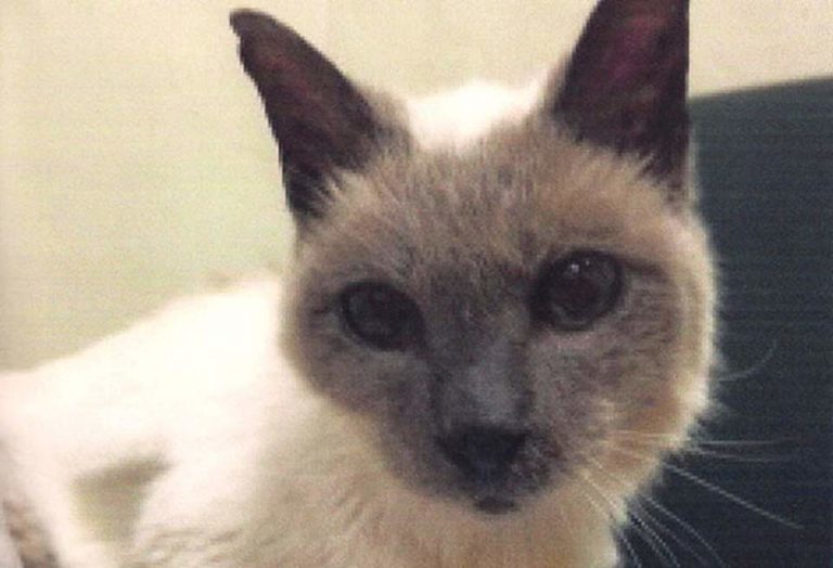 Scooter, World's oldest living cat (featured)
