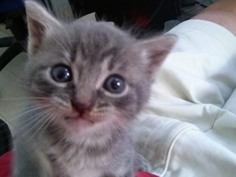 Gray Kitten, 2016-06-16-01