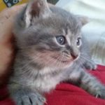 Gray Kitten, 2016-06-16-02