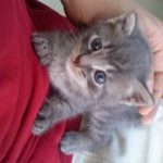 Gray Kitten, 2016-06-16-03