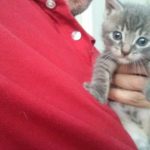 Gray Kitten, 2016-06-16-04