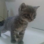 Gray Kitten, 2016-06-16-06
