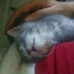 Gray Kitten, 2016-06-16-08