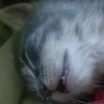Gray Kitten, 2016-06-16-09