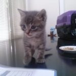 Gray Kitten, 2016-06-20-01