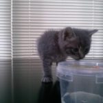 Gray Kitten, 2016-06-20-02