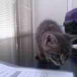 Gray Kitten, 2016-06-20-03