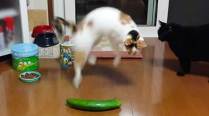 Cat and cucumber