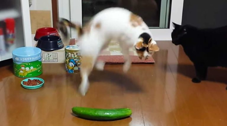 Cat and cucumber