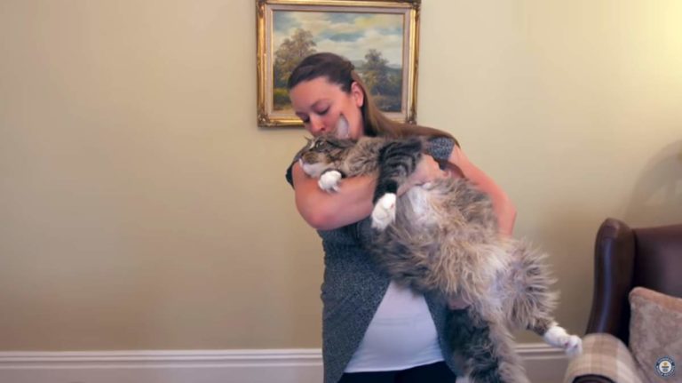 Ludo, the longest domestic cat