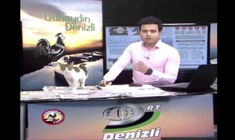 Cat enters the live broadcast