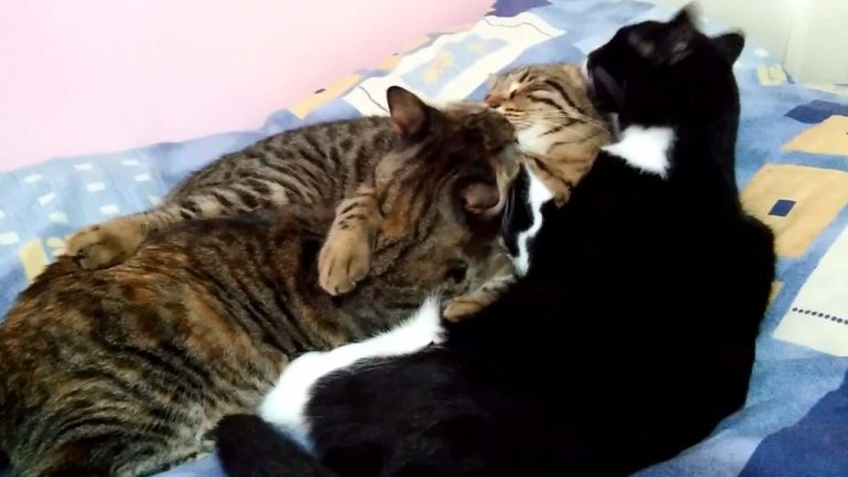 Three cats showing love to each other