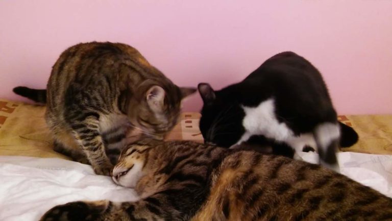 Nairo is sick, Lotto and Leo by his side.
