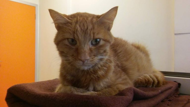 Sarman the cat, FIP, September 13, 2017