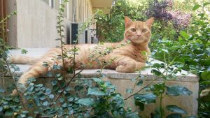 Sarman the orange cat, August 11, 2017