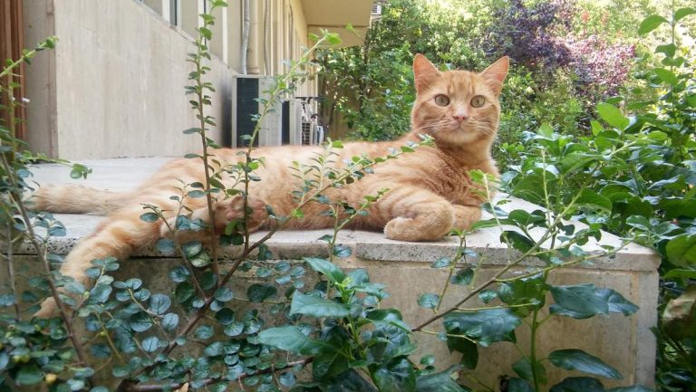 Sarman the orange cat, August 11, 2017