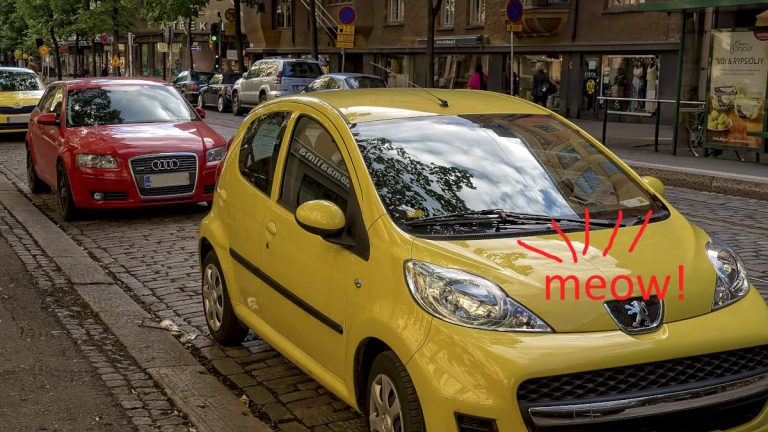 How to rescue a kitten from under a car? [Useful tips]