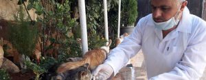 Ernesto's Cat Sanctuary