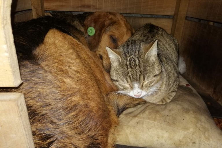 A stray cat and a stray dog sleeping in the same kennel in Istanbul