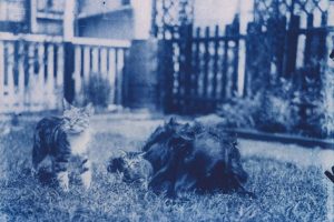 120-year-old cat photos