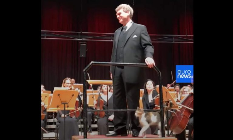 Cat disrupts live classical music concert