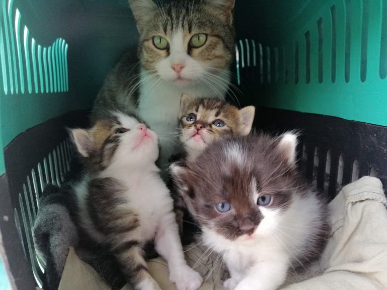 Ebru the mother cat and her kittens