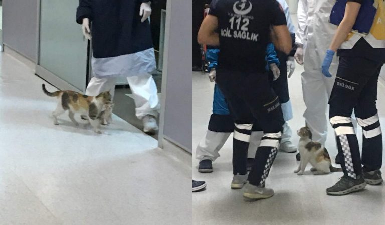 Stray mother cat took her baby to the ER in Istanbul