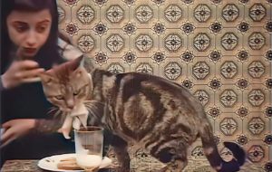 A cat in a 1905 french silent film
