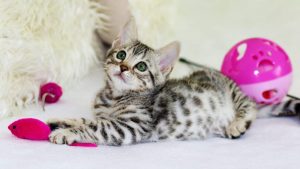 Kitten playing with a toy mouse