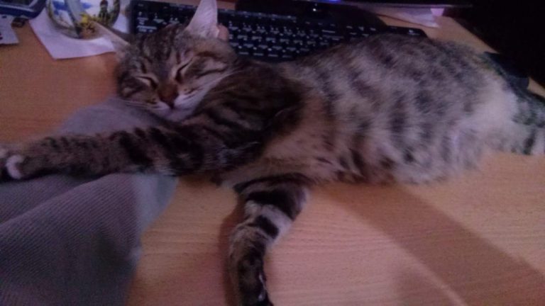 My beautiful Lotto when she was pregnant. Just before three days before she gave birth.