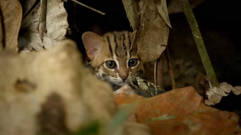 Rusty-spotted cat: thesmallest cat in the world.